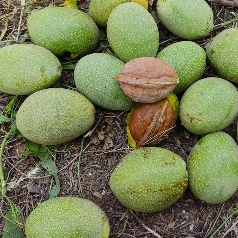 خرید بهترین نهال گردو