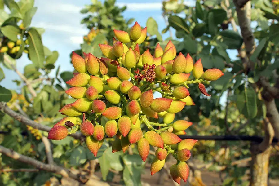 خرید نهال پسته از نهالستان یاسین نهال