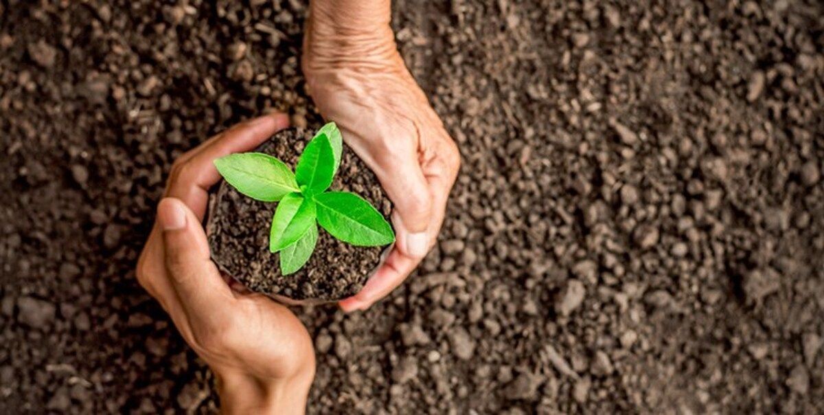 نحوه بیمه باغ و نهال