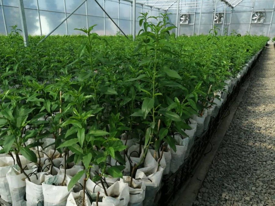 روش های انبار داری و نگه داری نهال