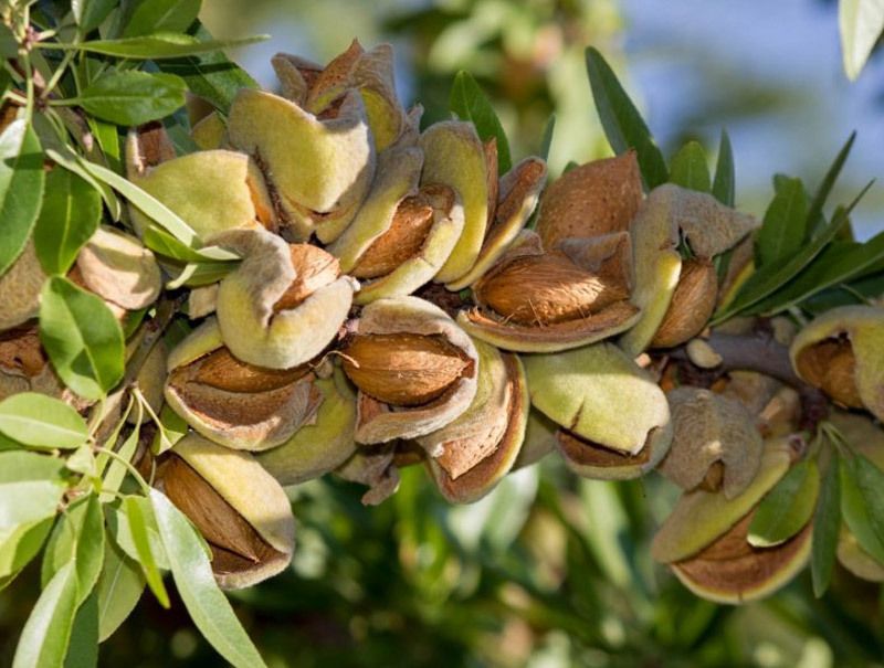 بهترین زمان کوددهی برای نهال گردو بادام