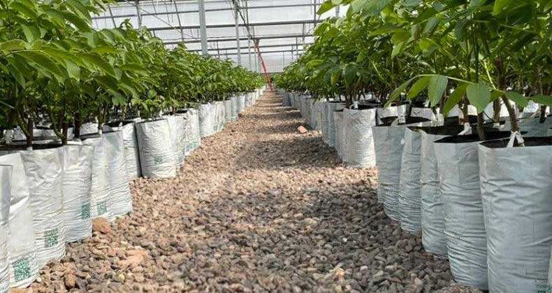 مشکل رایج پرورش نهال