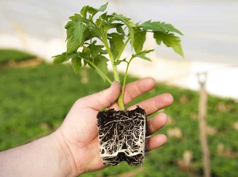 روش تشخیص نهال اصیل