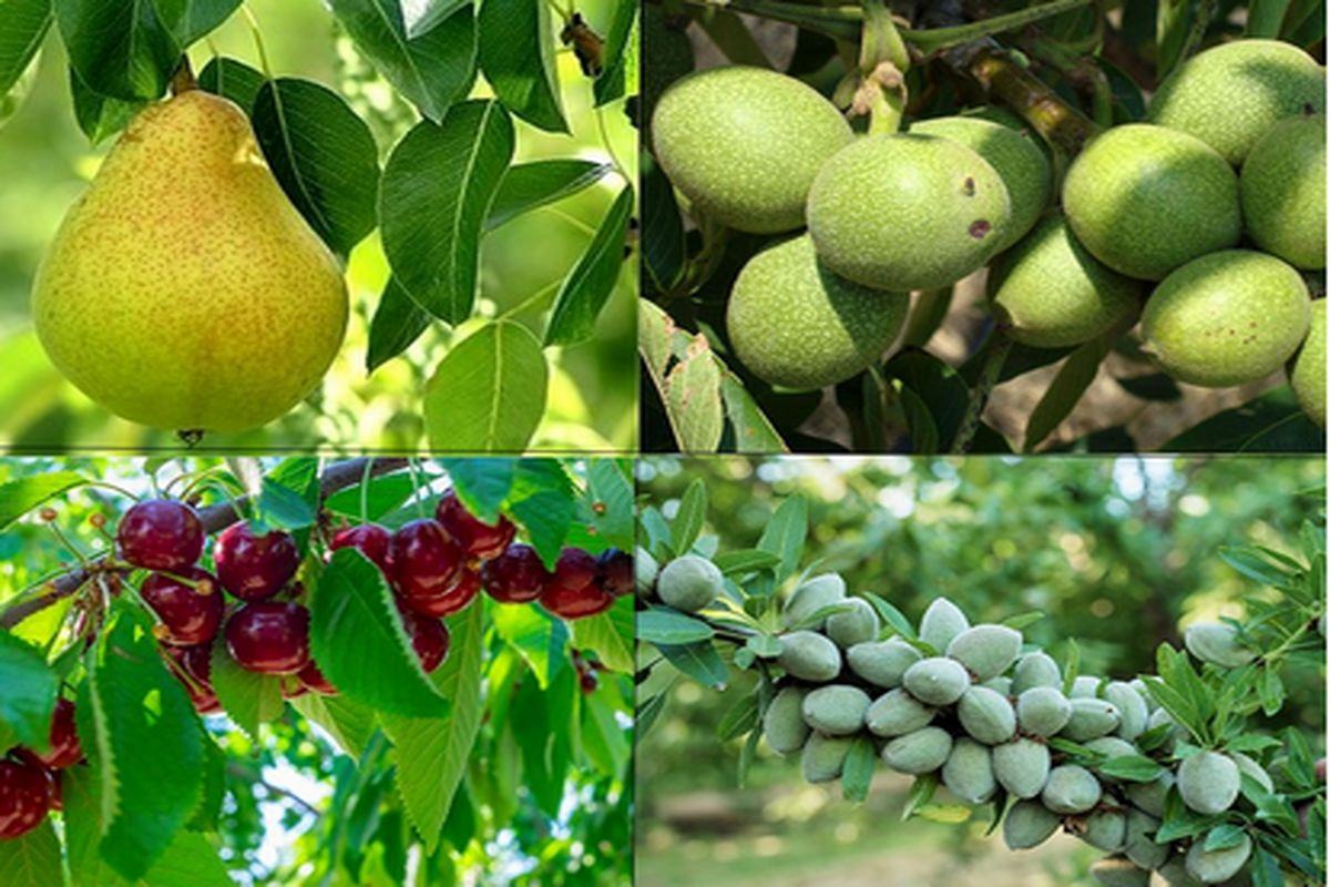 انتخاب بهترین نهال میوه