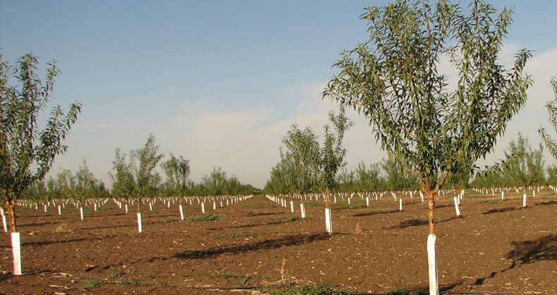 کاشت نهال به روش دیم