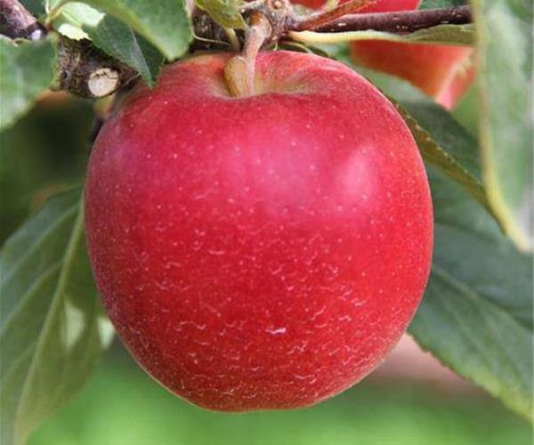 محبوب ترین ارقام نهال