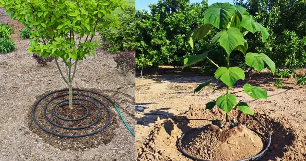 آموزش تصویری کاشت نهال