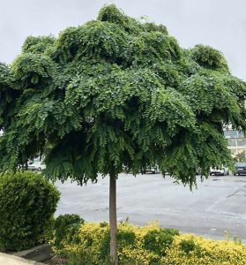 انواع نهال مقاوم به کم آبی