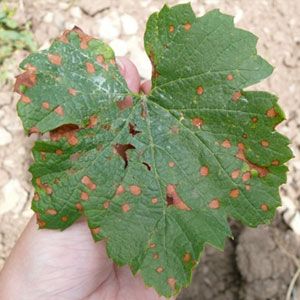 جلوگیری از بیماری های قارچی رایج