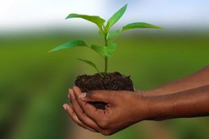 نحوه بیمه باغ و نهال