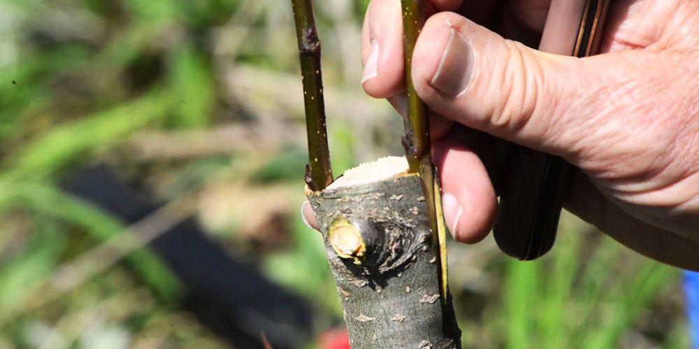 آموزش پیوند زدن سرشاخه های اصلاح شده