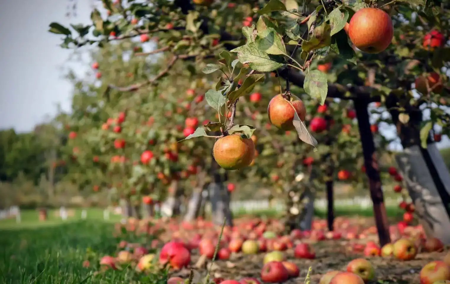 ریزش گل و میوه در نهال