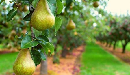 پرورش تخصصی نهال گلابی