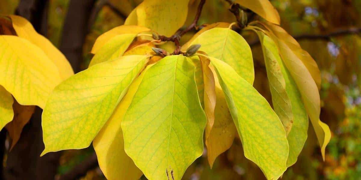 علت زرد شدن برگ نهال
