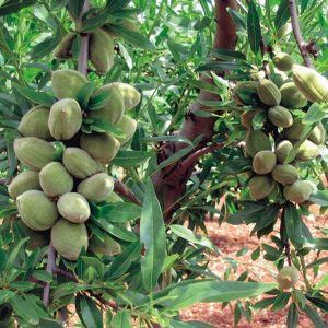 خرید نهال مناسب صادرات