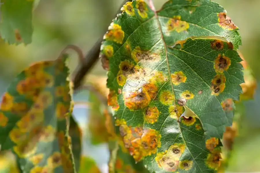 جلوگیری از بیماری های قارچی رایج