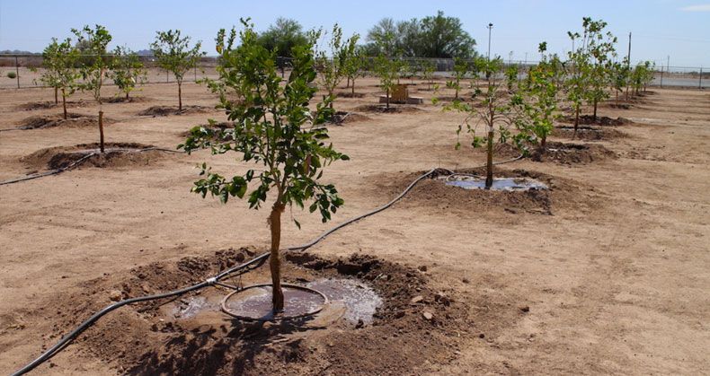 انواع نهال مقاوم به کم آبی