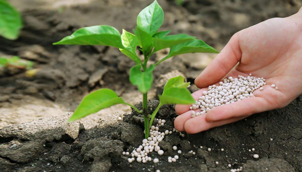 کوددهی اصولی نهال میوه