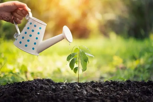 ابیاری درختان میوه