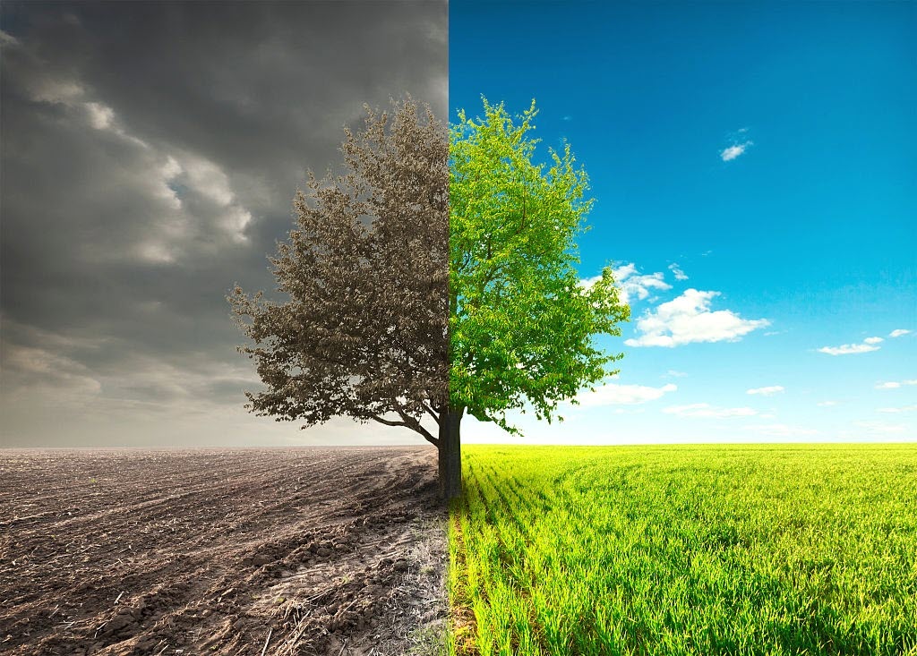 استرس در انتقال و جابه جایی نهال