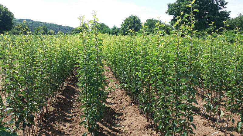 جلوگیری از فروش نهال قاچاق و بیمار