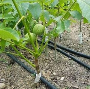 باردهی سریعتر با نهال های زودبازده