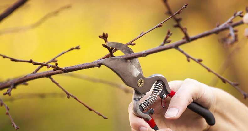 نحوه انجام هرس فرمدهی و اولیه نهال