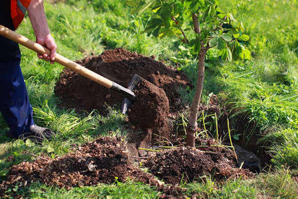 بهترین زمان کاشت انواع نهال میوه