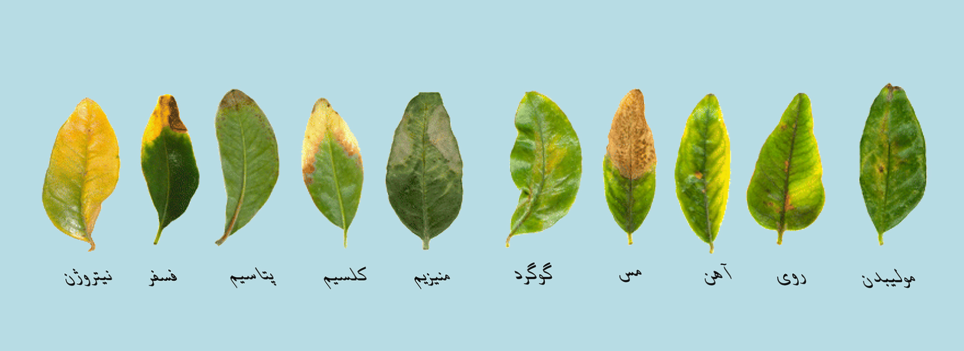 کمبود مواد مغذی در تغذیه نهال