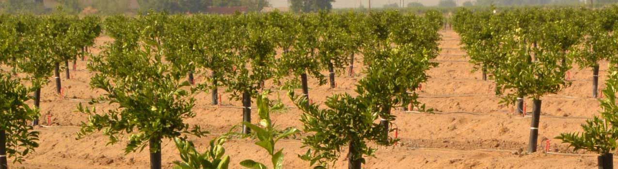 خرید نهال بادام از یاسین نهال