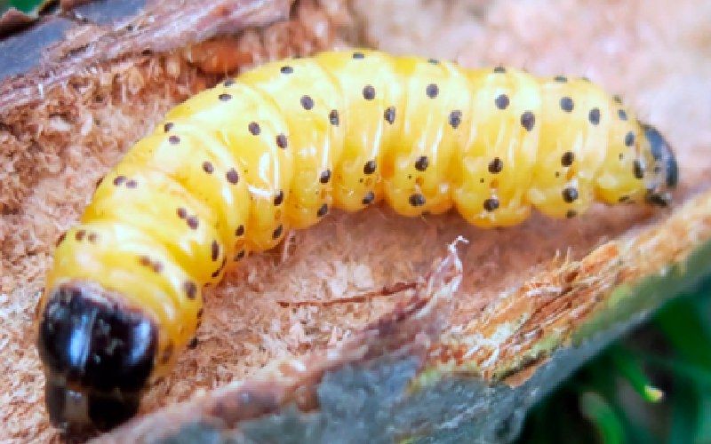 آفت مهلک کرم خراط گردو