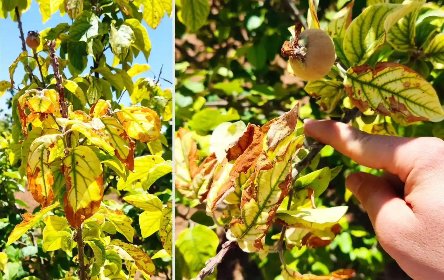 درمان زردی و ریزش برگ های نهال تازه