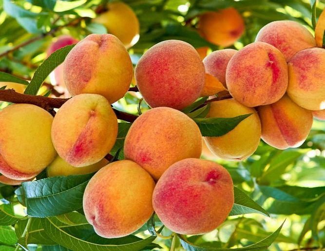 خرید نهال های درآمد زا