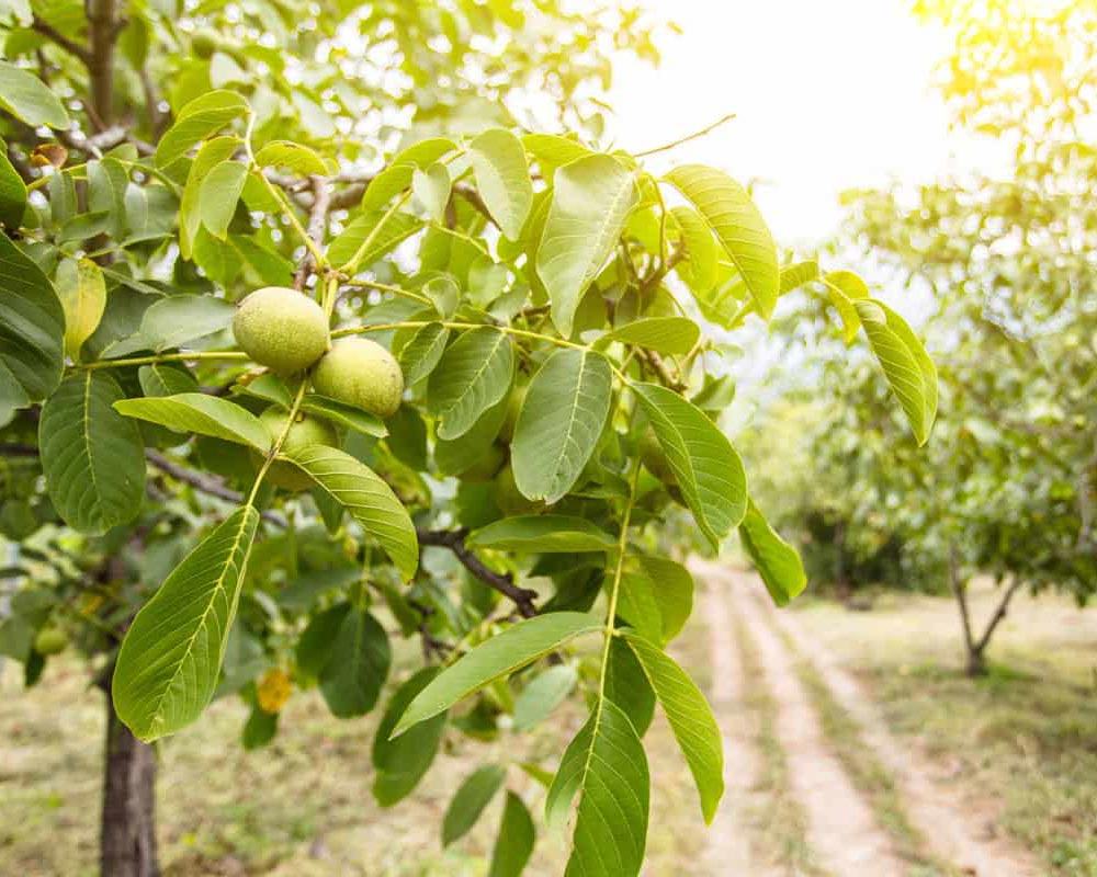 درخت سودآور تر کدام است؟