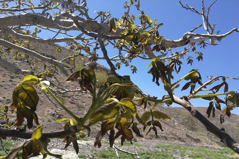 علت بار ندادن درخت چیست